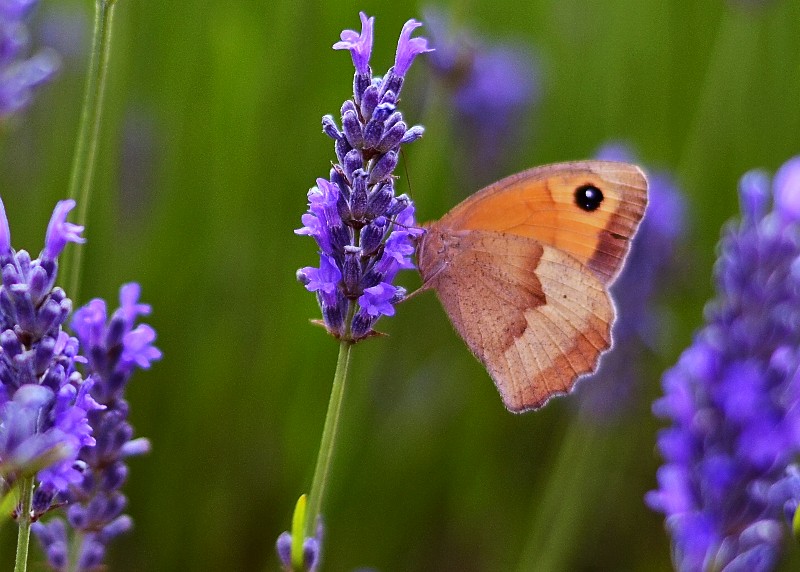butterly lavender